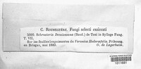Schroeteria decaisneana image